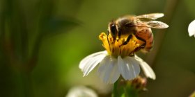 Salviamo api e agricoltori! L’iniziativa dei cittadini europei
