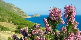 Macchia Mediterranea: custodirla è necessario per salvare la biodiversità