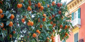 SPrugolosa: le arance degli alberi cittadini diventano marmellata solidale!