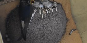 A La Spezia i condomini fanno ricostruire i nidi danneggiati e i balestrucci tornano a nid…