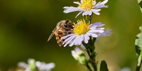 Diamo una casa alle api: il progetto che aiuta impollinatori e biodiversità