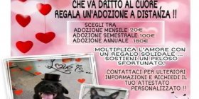 Un’idea per San Valentino: la campagna di adozioni a distanza dell’ENPA Sanremo